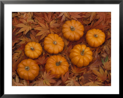 Pumpkins With Maple Leaves In Autumn, Washington, Usa by Jamie & Judy Wild Pricing Limited Edition Print image