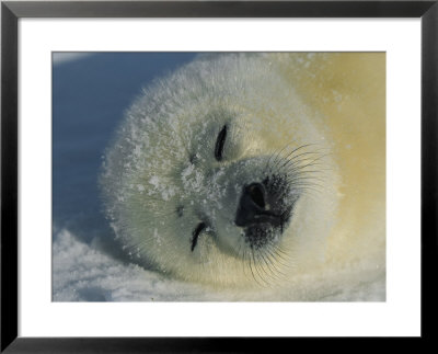Resting Gray Seal Pup by Norbert Rosing Pricing Limited Edition Print image