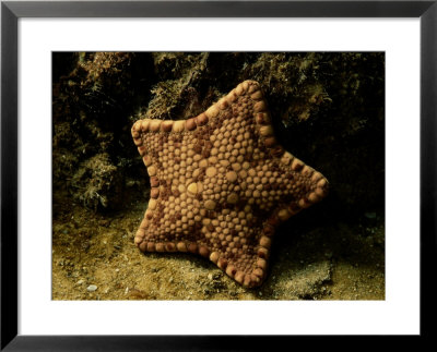 A Starfish by George Grall Pricing Limited Edition Print image