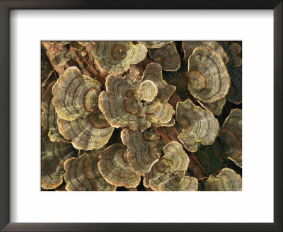 Close View Of Turkey-Tail Fungi In Estabrook Woods by Darlyne A. Murawski Pricing Limited Edition Print image