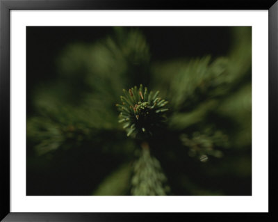 The Green Tip Of A Fir Tree Reflects The Sun by Stephen Alvarez Pricing Limited Edition Print image