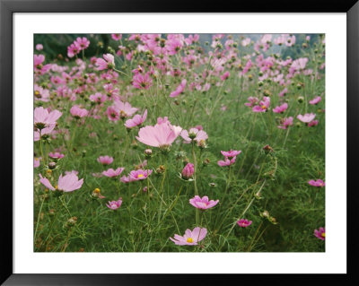 Wildflowers Above The Village Of Namche by Michael Klesius Pricing Limited Edition Print image