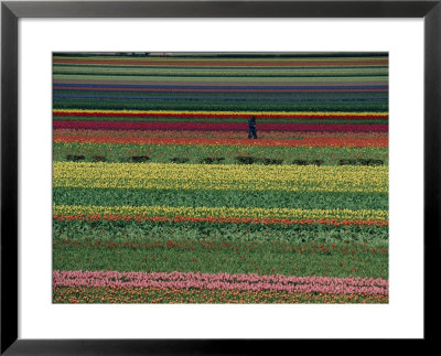 A Man Helps Tend Six Million Tulips At Keukenhof In The Netherlands by Sisse Brimberg Pricing Limited Edition Print image