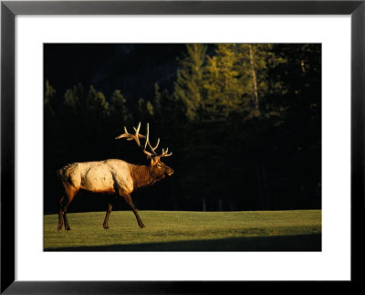 A Bull Elk Crosses A Fairway At The Banff Springs Hotel by Raymond Gehman Pricing Limited Edition Print image