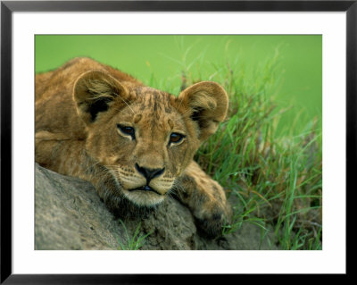 A Lion Cub Crouches On A Rock by Beverly Joubert Pricing Limited Edition Print image