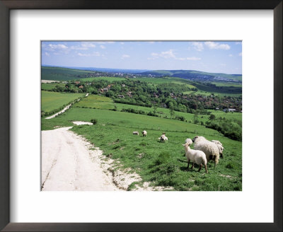Sheep On The South Downs Near Lewes, East Sussex, England, United Kingdom by Jenny Pate Pricing Limited Edition Print image