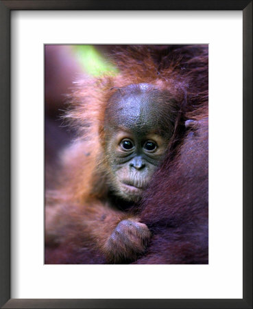 Baby Oragutan Nestled In Arms Of Mother, Gunung Leuser National Park, Indonesia by Paul Kennedy Pricing Limited Edition Print image