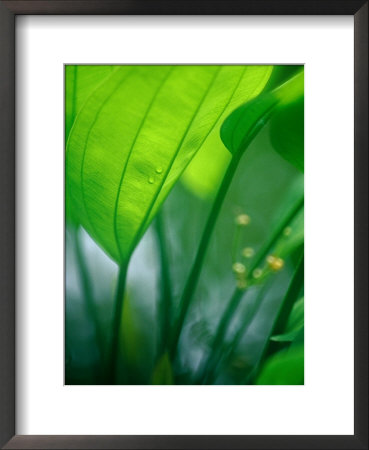 Detail Of Tropical Foliage, Thailand by Philip & Karen Smith Pricing Limited Edition Print image
