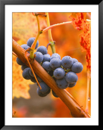 Dew On Cabernet Grapes, Napa Valley Wine Country, California, Usa by John Alves Pricing Limited Edition Print image