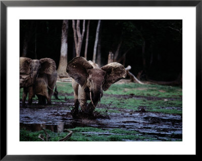 A Female Forest Elephant Charges The Photographer by Michael Nichols Pricing Limited Edition Print image