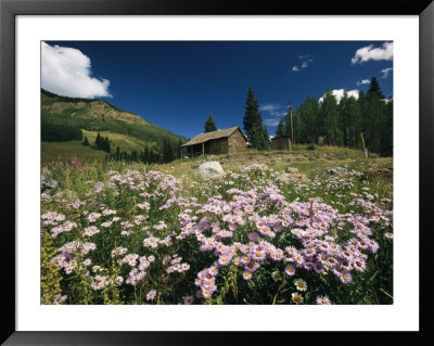 An Old Miners Cabin With Purple Asters In The Foreground by Richard Nowitz Pricing Limited Edition Print image