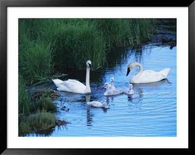 A Family Of Trumpeter Swans Swims In The Water by Melissa Farlow Pricing Limited Edition Print image