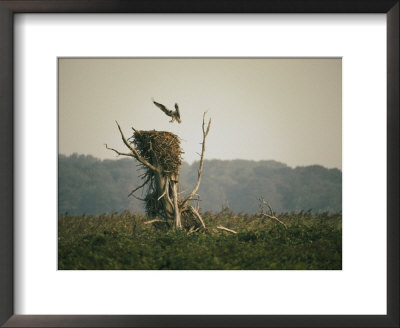 An Osprey Lands On Its Nest by Walter Meayers Edwards Pricing Limited Edition Print image