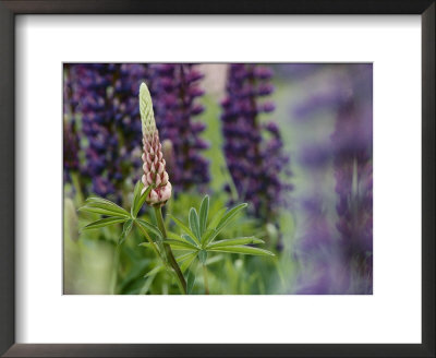 Close View Of A Wild Lupine by Phil Schermeister Pricing Limited Edition Print image