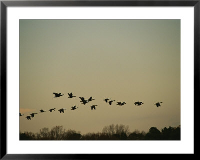 Silhouetted Canada Geese Flying In Formation At Twilight by Raymond Gehman Pricing Limited Edition Print image