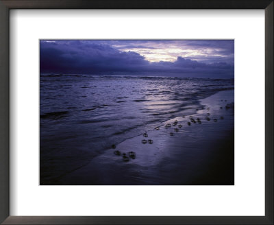 Twilight View Of Crabs Scuttling Along The Beach by Michael Nichols Pricing Limited Edition Print image