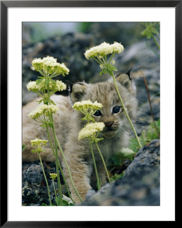A Tiny Lynx Cub Peeks Out Through A Clump Of Wildflowers by Norbert Rosing Pricing Limited Edition Print image