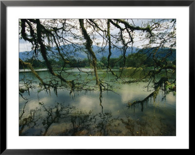 Moss-Covered Branches Reach Out Over A Lake At Bukit Larut by Steve Raymer Pricing Limited Edition Print image