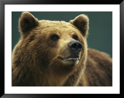 A Close View Of The Face Of A Brown Bear by Klaus Nigge Pricing Limited Edition Print image
