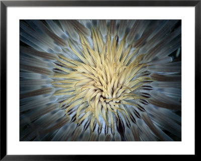 A Tentacled Sea Anemone by Wolcott Henry Pricing Limited Edition Print image