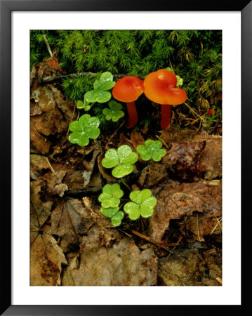Vivid Red Cortinarius Mushrooms Among Clover Plants by Phil Schermeister Pricing Limited Edition Print image