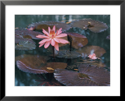 Water Lily Plants by B. Anthony Stewart Pricing Limited Edition Print image