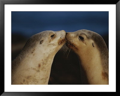 Whisker Touch Display Between Two Juvenile Australian Sea Lions by Jason Edwards Pricing Limited Edition Print image