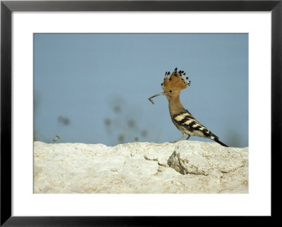 A Hoopoe Carries An Insect In Its Mouth by Klaus Nigge Pricing Limited Edition Print image