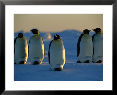 Emperor Penguins On The Frozen Ross Sea by Maria Stenzel Pricing Limited Edition Print image