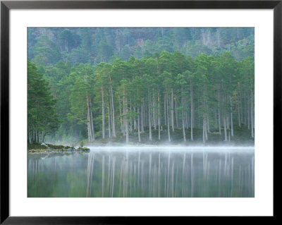 Scots Pine Woodland, Scotland by Iain Sarjeant Pricing Limited Edition Print image