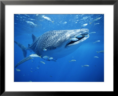 Small Fish Swim Along With A Whale Shark, Rhincodon Typus by Brian J. Skerry Pricing Limited Edition Print image