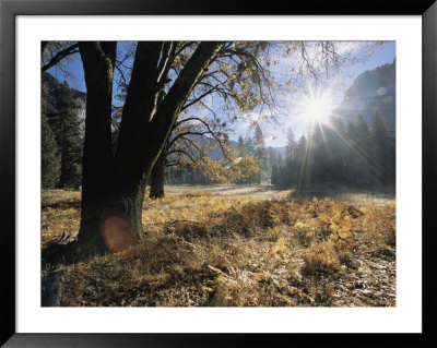 A Burst Of Sunlight Over Yosemites Sentinel Meadow by Marc Moritsch Pricing Limited Edition Print image