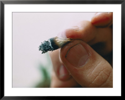 Extreme Close-Up Of A Marijuana Butt Held Between Two Fingers by Ira Block Pricing Limited Edition Print image