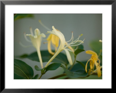 Close Up Of Honeysuckle, Elkhorn, Nebraska by Joel Sartore Pricing Limited Edition Print image