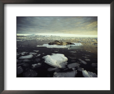 A Leopard Seal, Hydrurga Leptonyx, Sleeps On An Ice Floe by Bill Curtsinger Pricing Limited Edition Print image