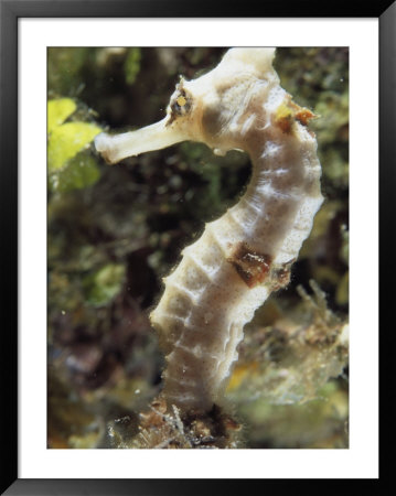 A Close View Of A Longsnout Seahorse, Hippocampus Reidi by Bill Curtsinger Pricing Limited Edition Print image