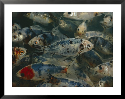 Close-Up Of A School Of Goldfish by Paul Zahl Pricing Limited Edition Print image