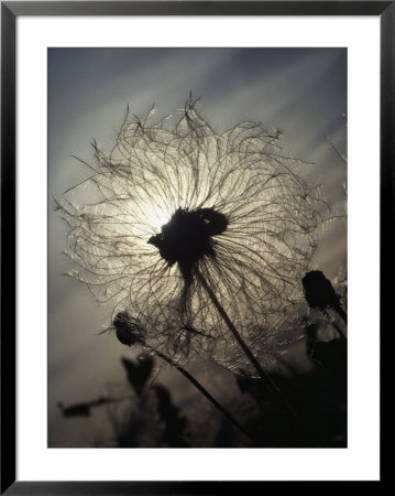 Close View Of A Flower Gone To Seed by Lowell Georgia Pricing Limited Edition Print image
