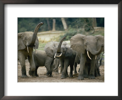 A Group Of African Forest Elephants In A Clearing by Michael Fay Pricing Limited Edition Print image