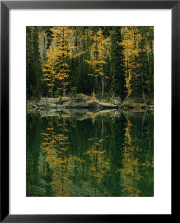 Subalpine Larches Displaying Fall Colors Are Reflected In Mary Lake by Raymond Gehman Pricing Limited Edition Print image