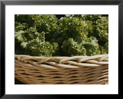 Fresh Lettuce In A Basket At The Dupont Circle Farmers Market by Stacy Gold Pricing Limited Edition Print image