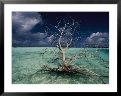 A Tree Floats In The Crystal-Clear Waters Of Palmyra Atoll by Randy Olson Pricing Limited Edition Print image