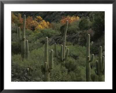 Saguaro Cacti In The San Pedro Valley by Annie Griffiths Belt Pricing Limited Edition Print image