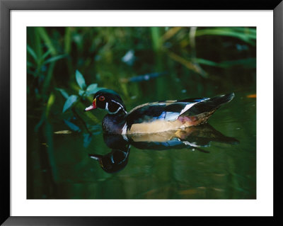 A Male Wood Duck Makes Its Home In The Wildlife Park At Brookgreen Gardens In South Carolina by Raymond Gehman Pricing Limited Edition Print image