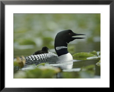 A Loon Chick Rides Piggy-Back On Its Parent by Michael S. Quinton Pricing Limited Edition Print image