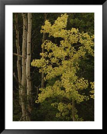 Aspens Stand Tall In This Woodlands View by Raymond Gehman Pricing Limited Edition Print image