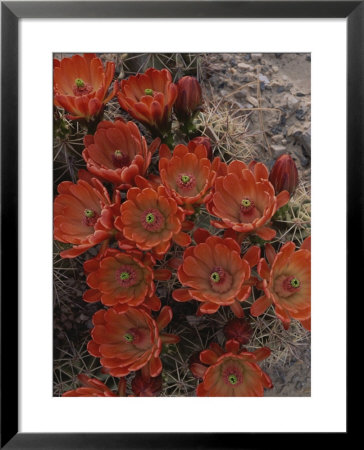 Claret Cup Cactus Flowers (Echinocereus Triglochidiatus) by Michael Melford Pricing Limited Edition Print image