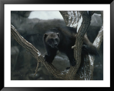 A Captive Wolverine In A Snow-Dusted Tree by Annie Griffiths Belt Pricing Limited Edition Print image
