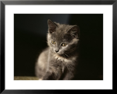 Close View Of A Gray Kitten by Stephen St. John Pricing Limited Edition Print image