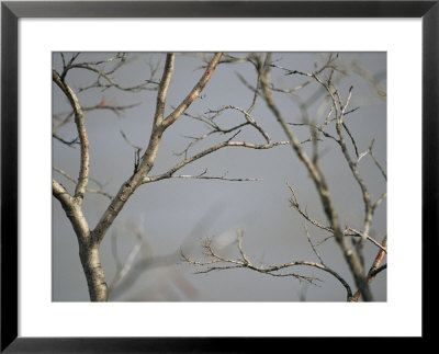 Close View Of Leafless Tree Branches by Raymond Gehman Pricing Limited Edition Print image